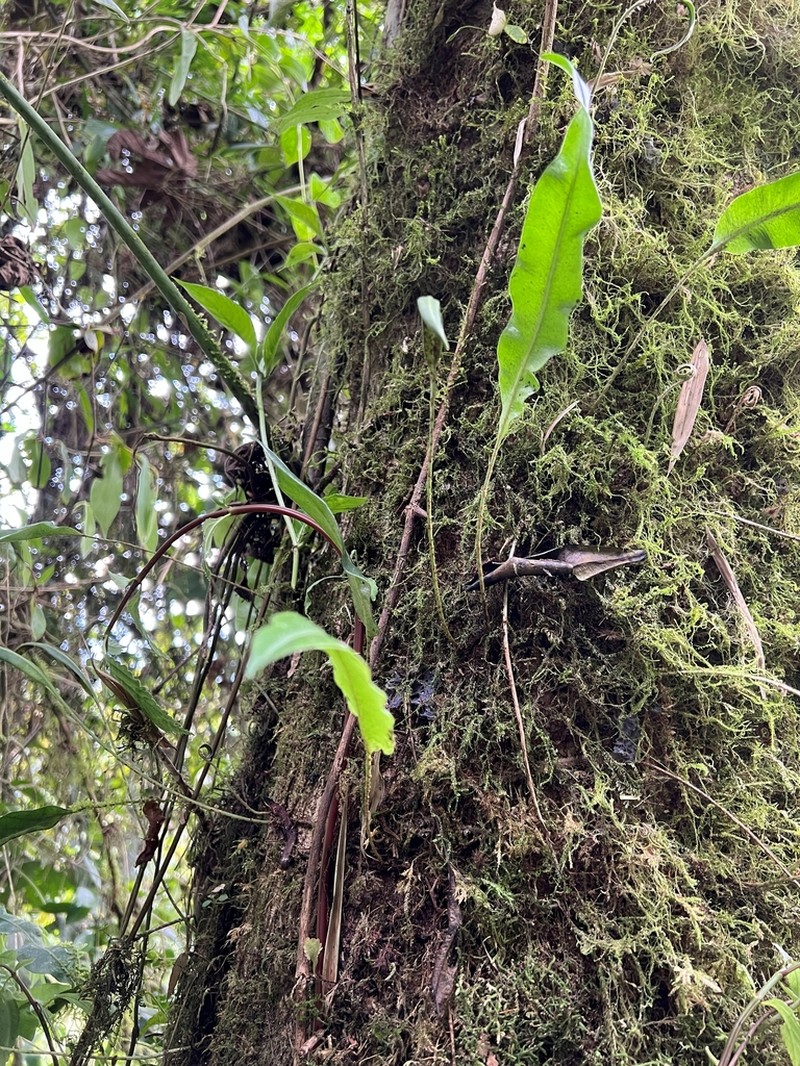 Elaphoglossum squamipes photo 3