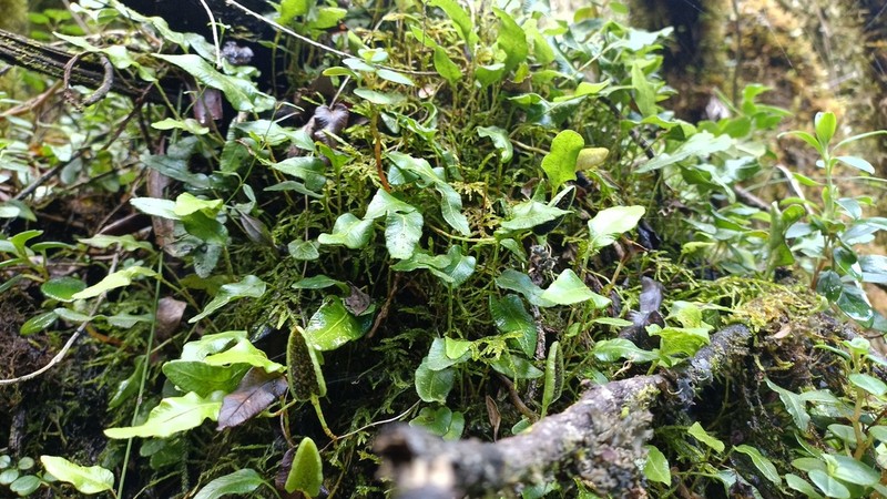 Elaphoglossum squamipes photo 4