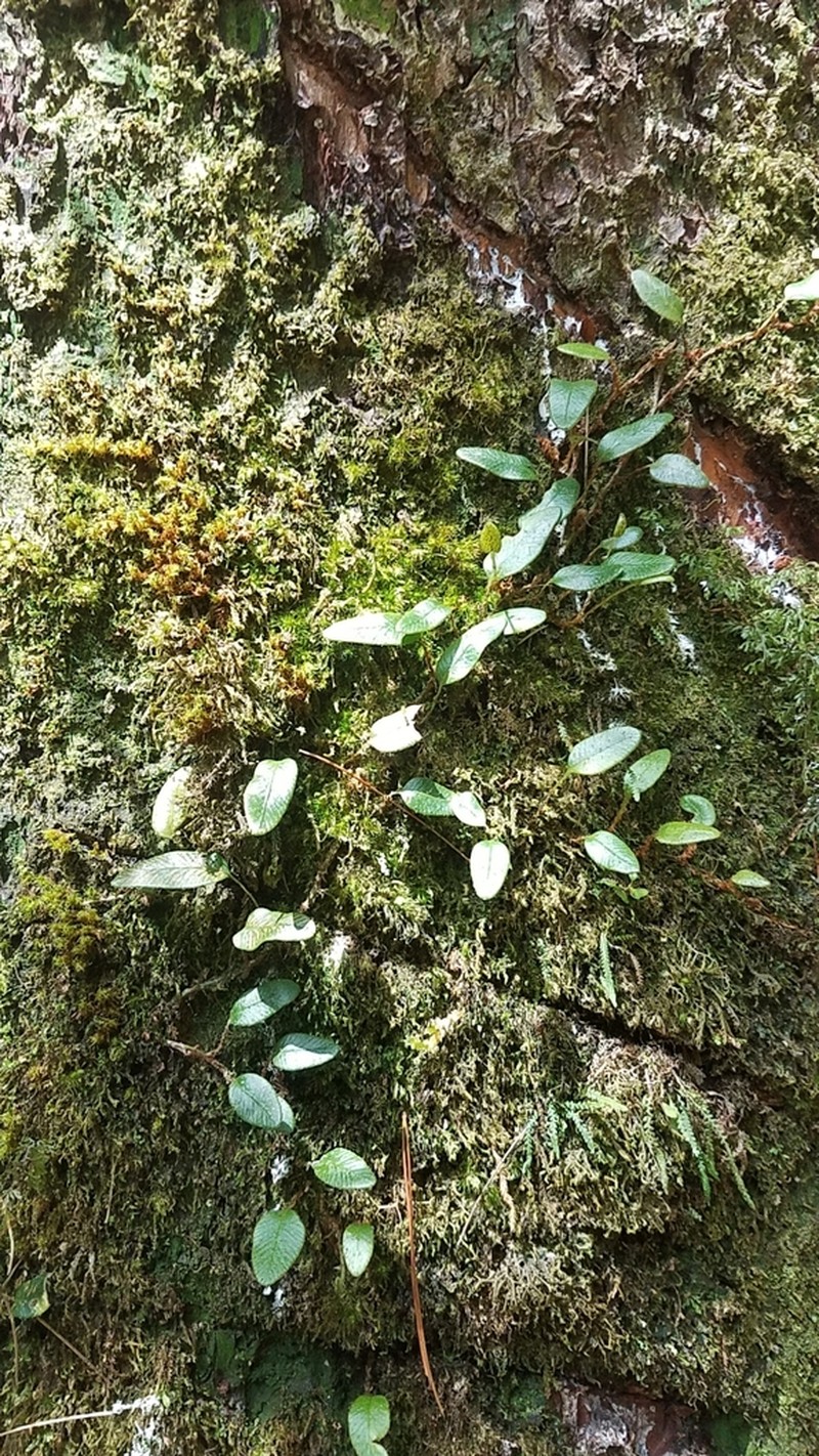 Elaphoglossum squamipes photo 5