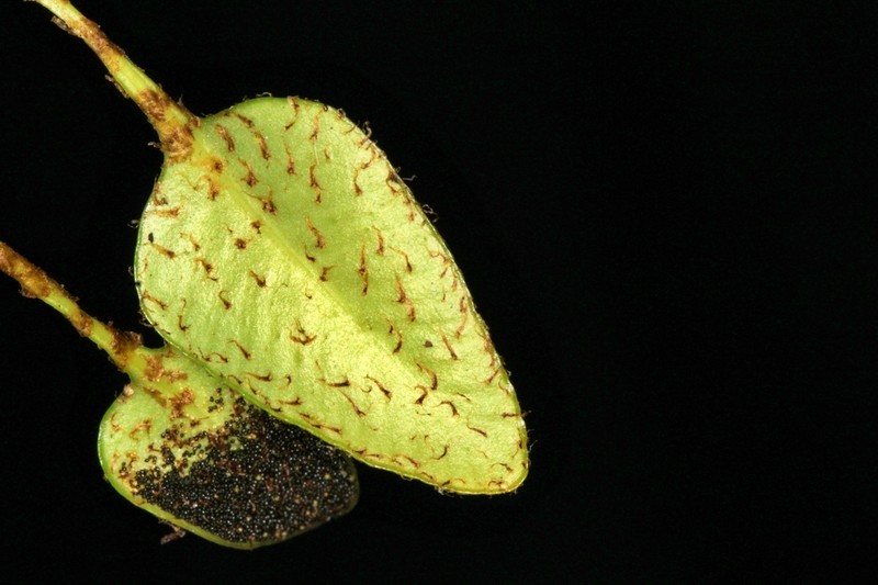 Elaphoglossum squamipes photo 6