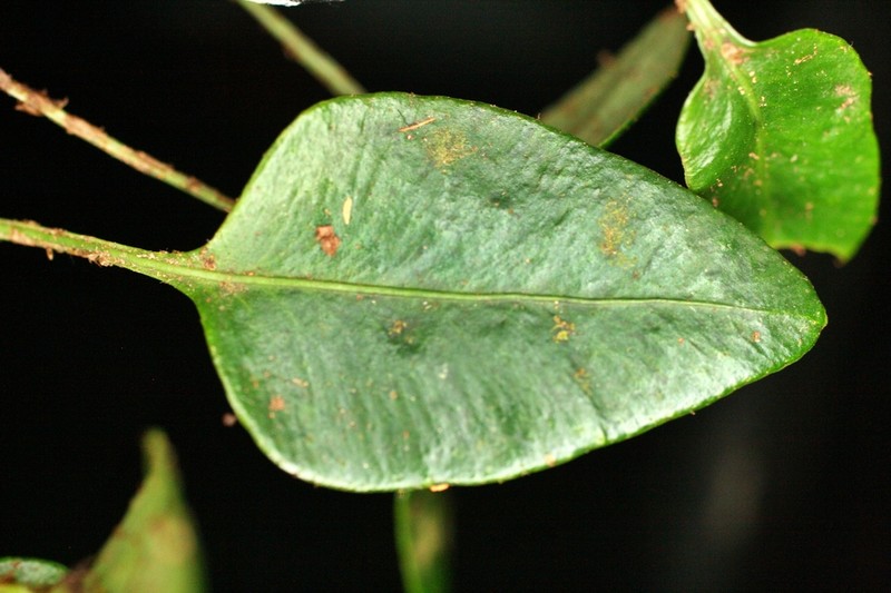 Elaphoglossum squamipes photo 7