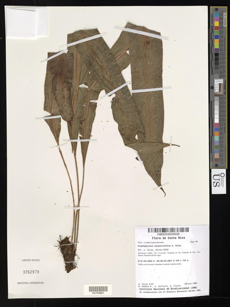 Elaphoglossum squamocostatum