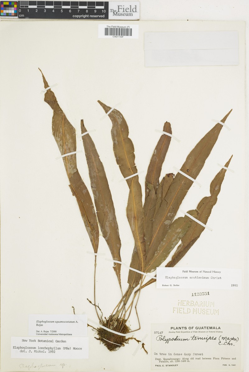 Elaphoglossum squamocostatum photo 2