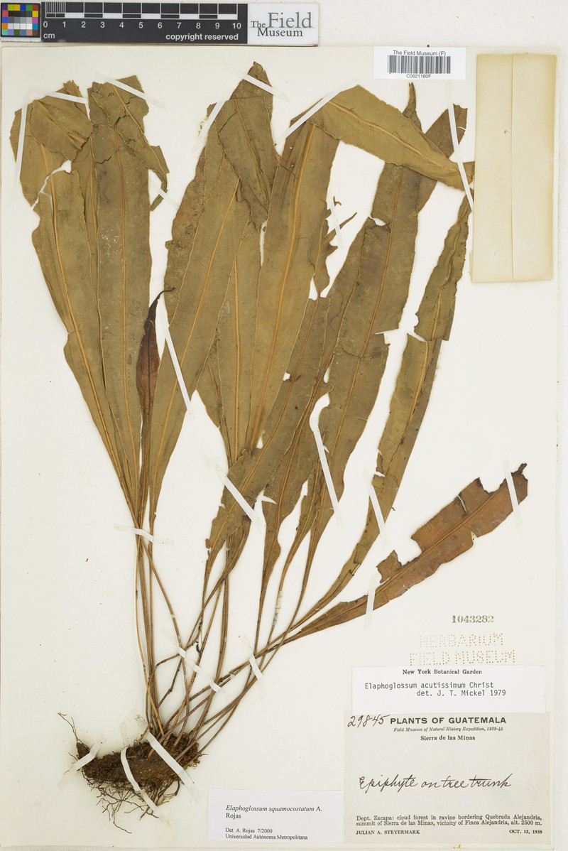 Elaphoglossum squamocostatum photo 3