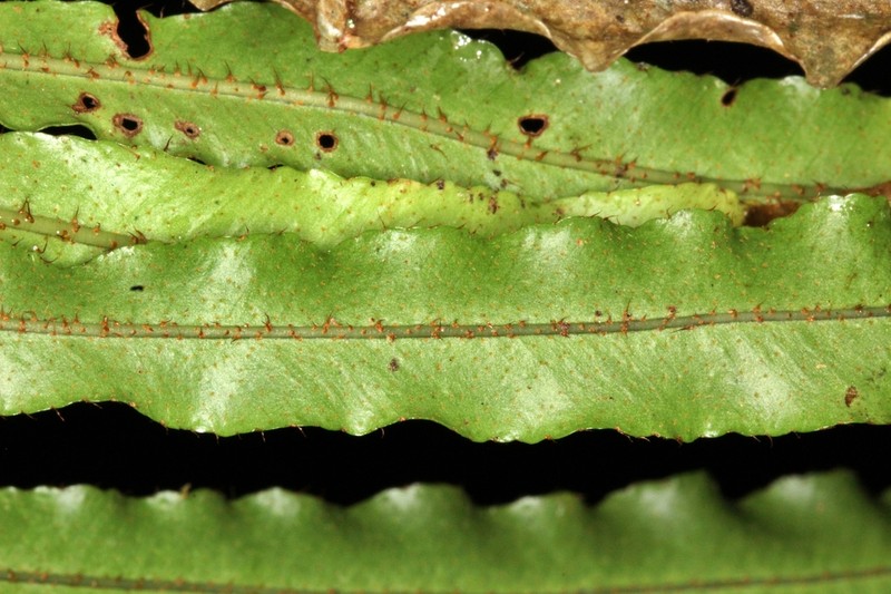 Elaphoglossum squarrosum