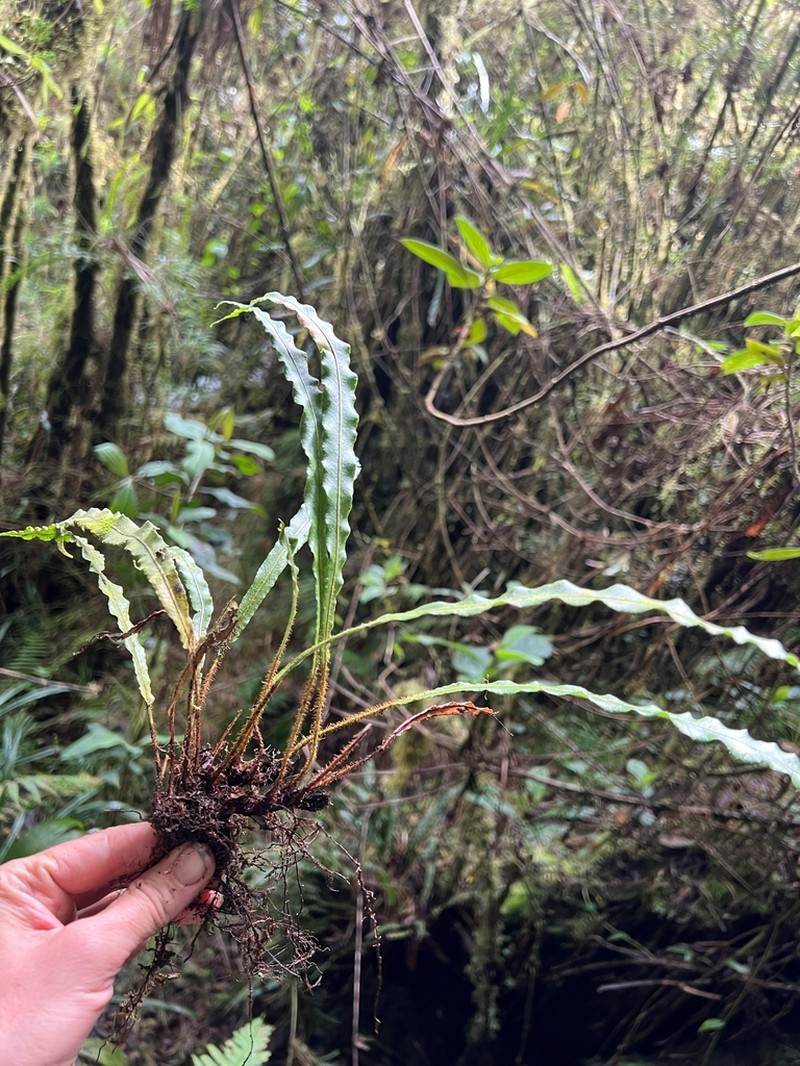 Elaphoglossum squarrosum photo 2