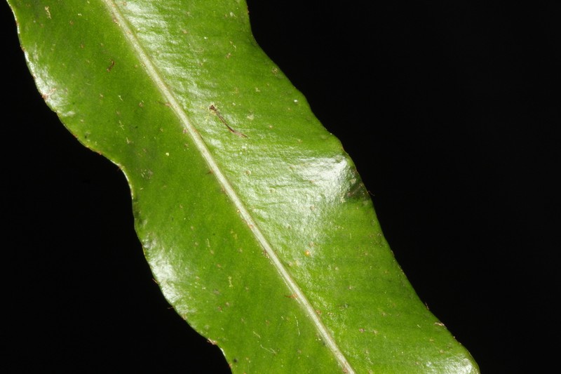 Elaphoglossum squarrosum photo 3