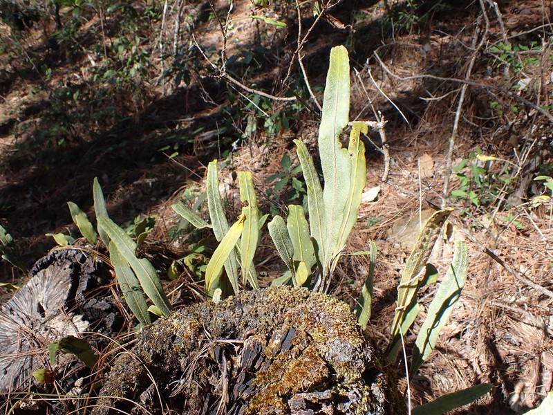 Elaphoglossum squarrosum photo 4