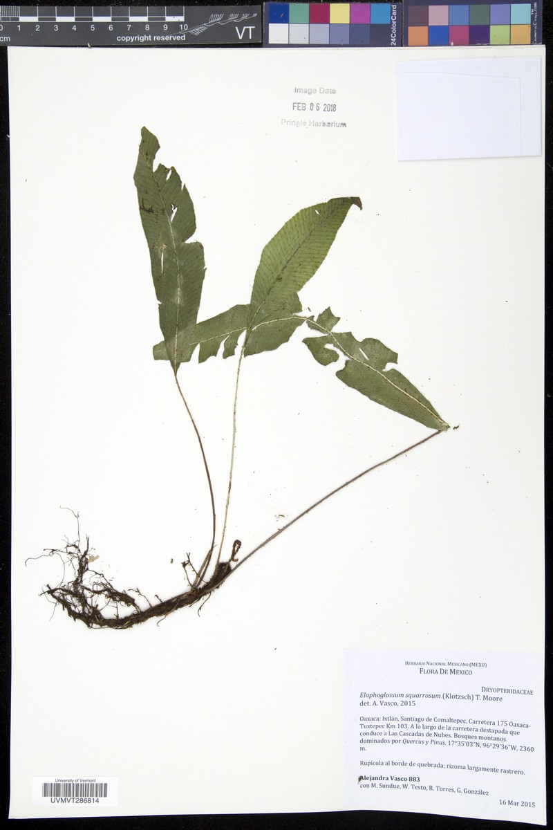Elaphoglossum squarrosum photo 5