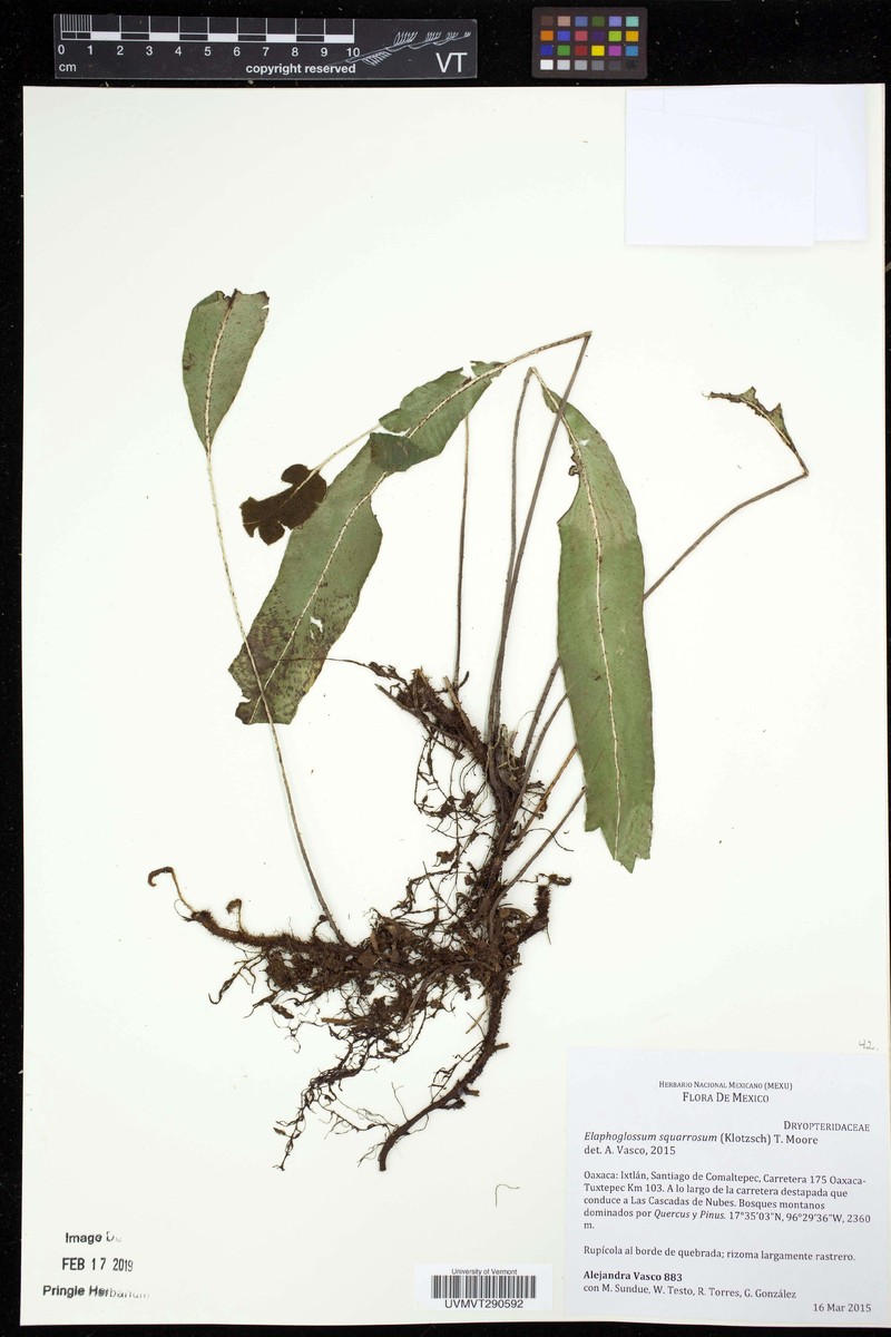 Elaphoglossum squarrosum photo 6