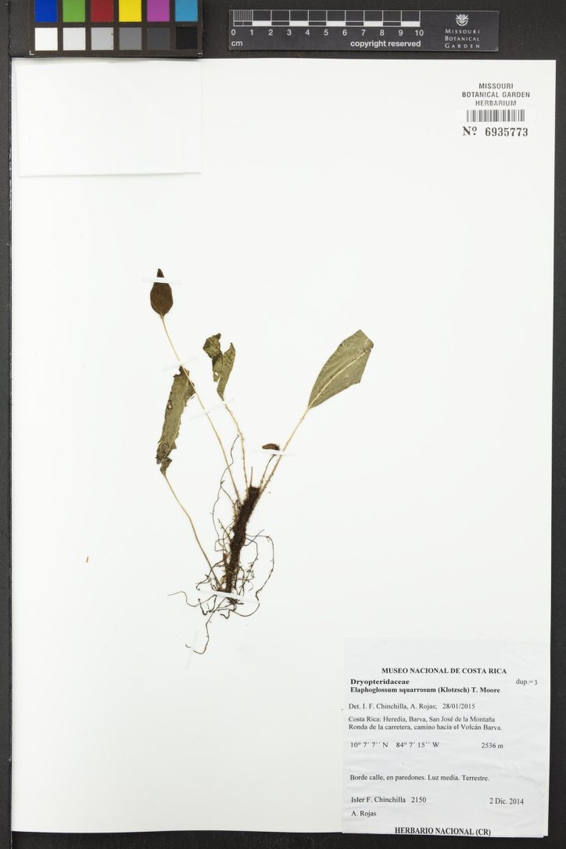 Elaphoglossum squarrosum photo 7