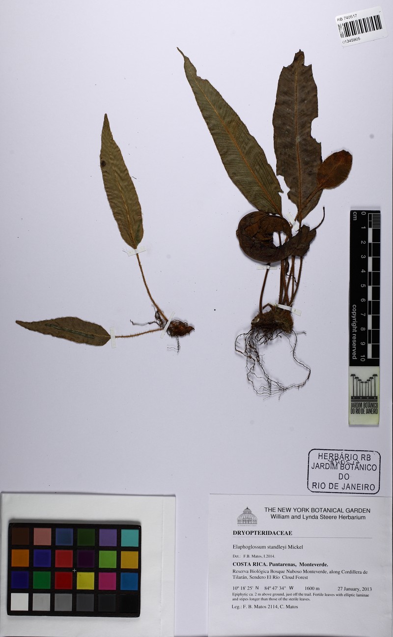 Elaphoglossum standleyi photo 2