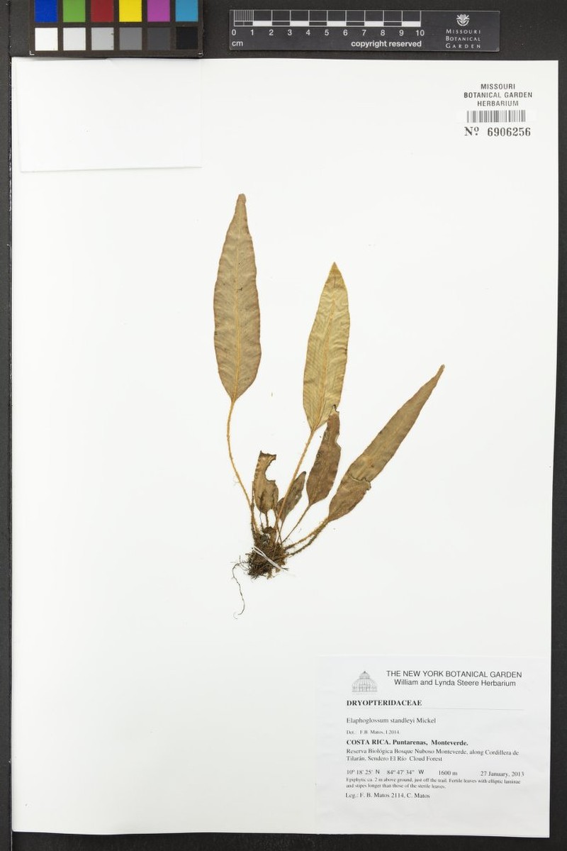 Elaphoglossum standleyi photo 3