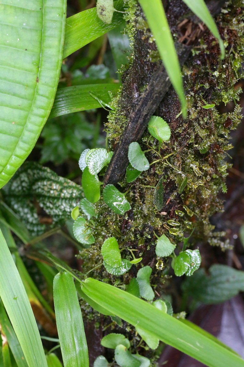 Elaphoglossum standleyi