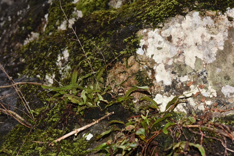 Elaphoglossum stelligerum
