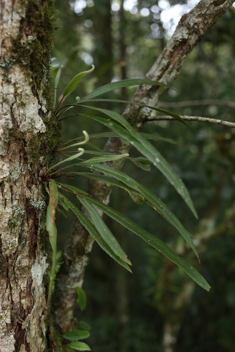 Elaphoglossum stelligerum photo 2