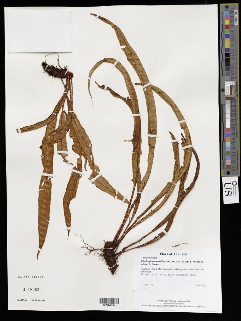Elaphoglossum stelligerum photo 3