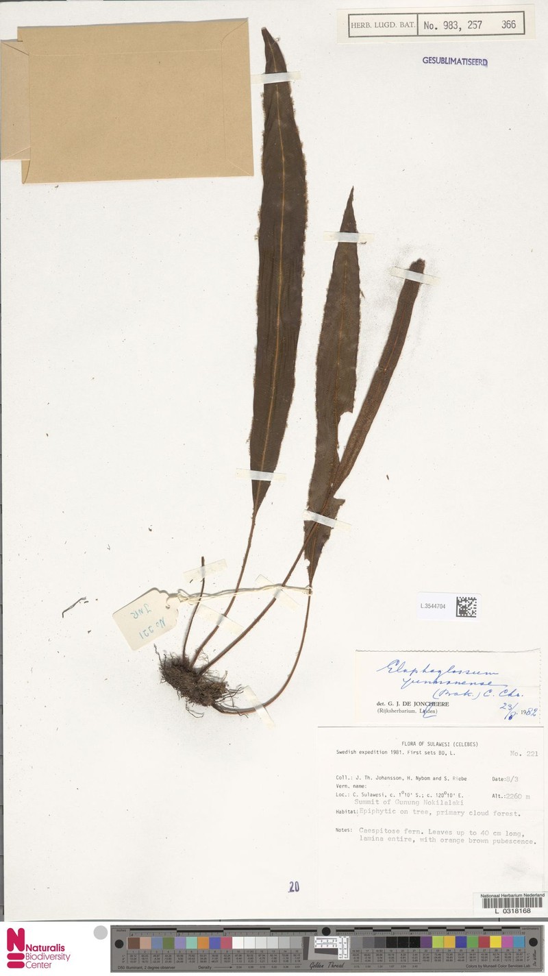 Elaphoglossum stelligerum photo 4