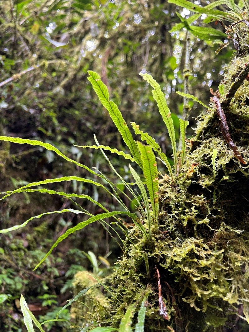 Elaphoglossum stenoglossum