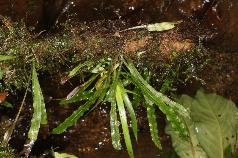 Elaphoglossum stenoglossum photo 2