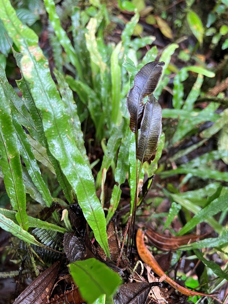 Elaphoglossum stenoglossum photo 3