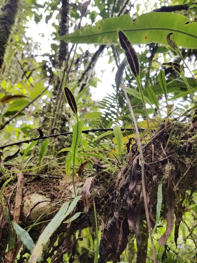 Elaphoglossum stenoglossum photo 4