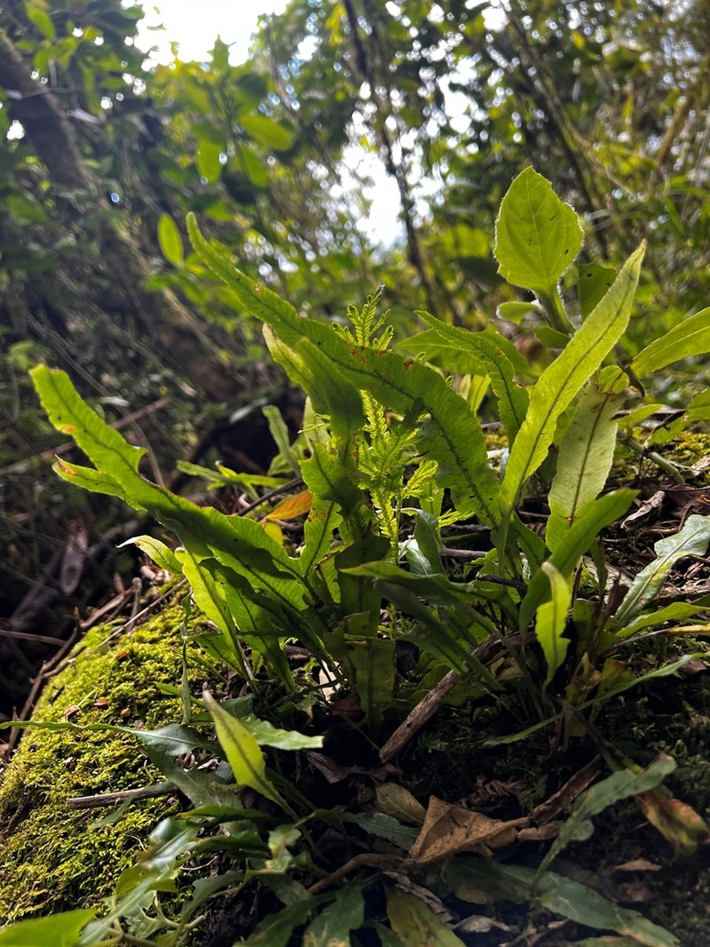 Elaphoglossum stenoglossum photo 5