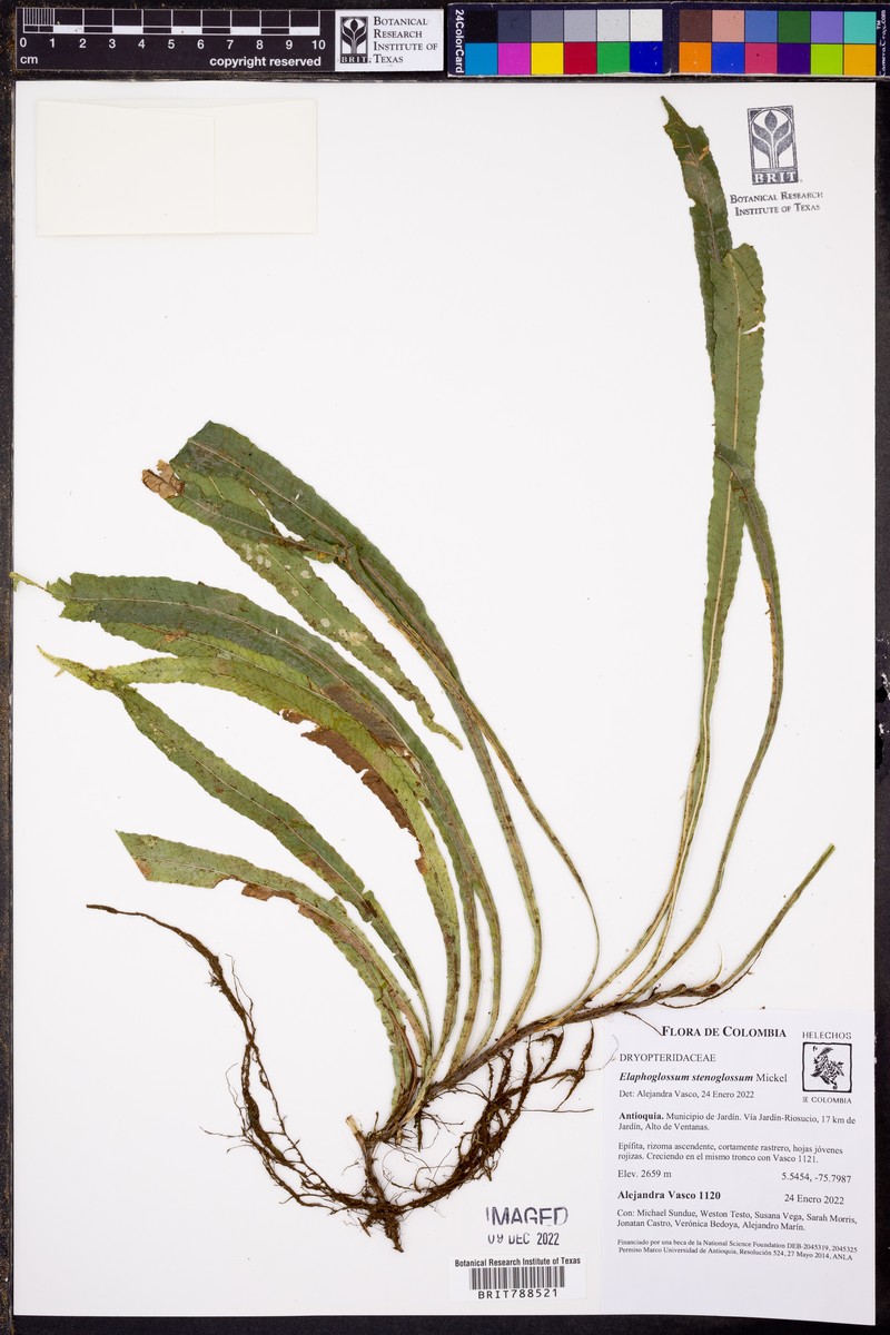 Elaphoglossum stenoglossum photo 6