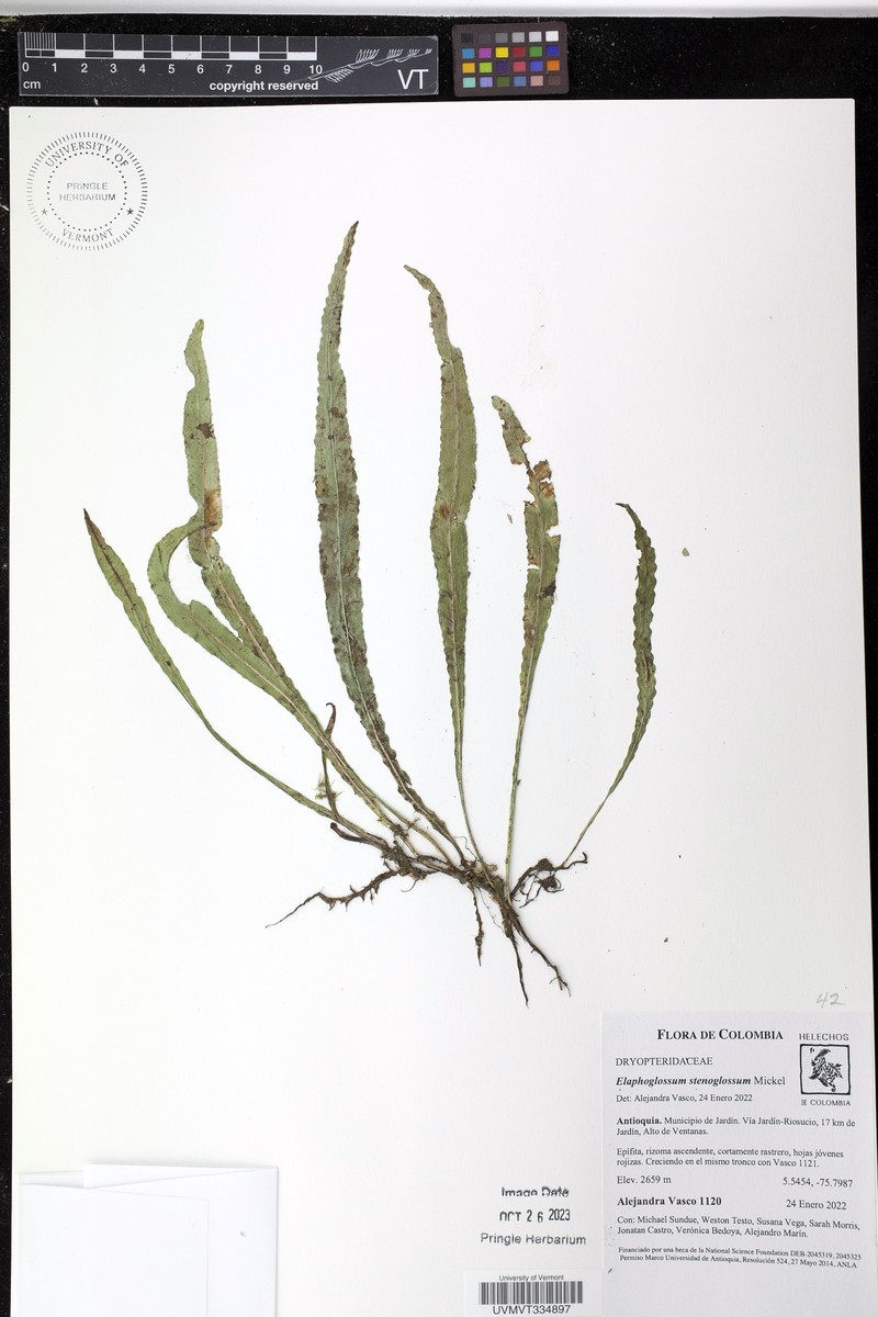 Elaphoglossum stenoglossum photo 7