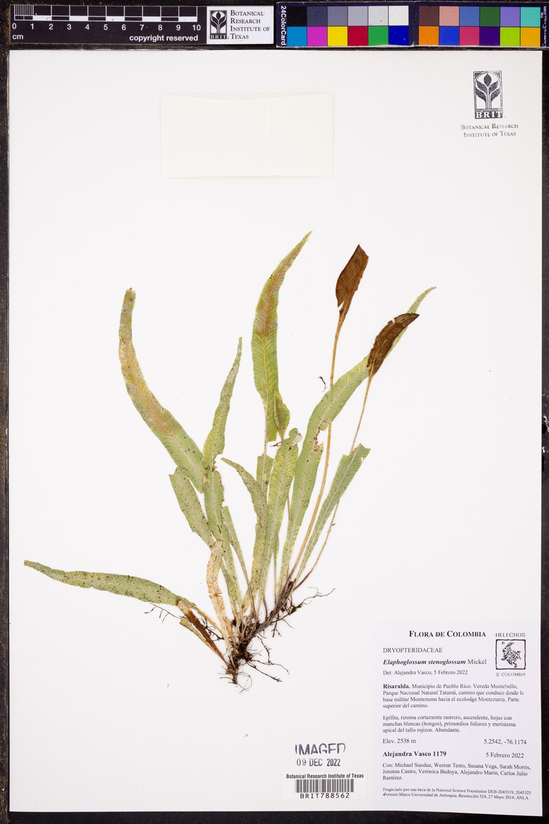 Elaphoglossum stenoglossum photo 8