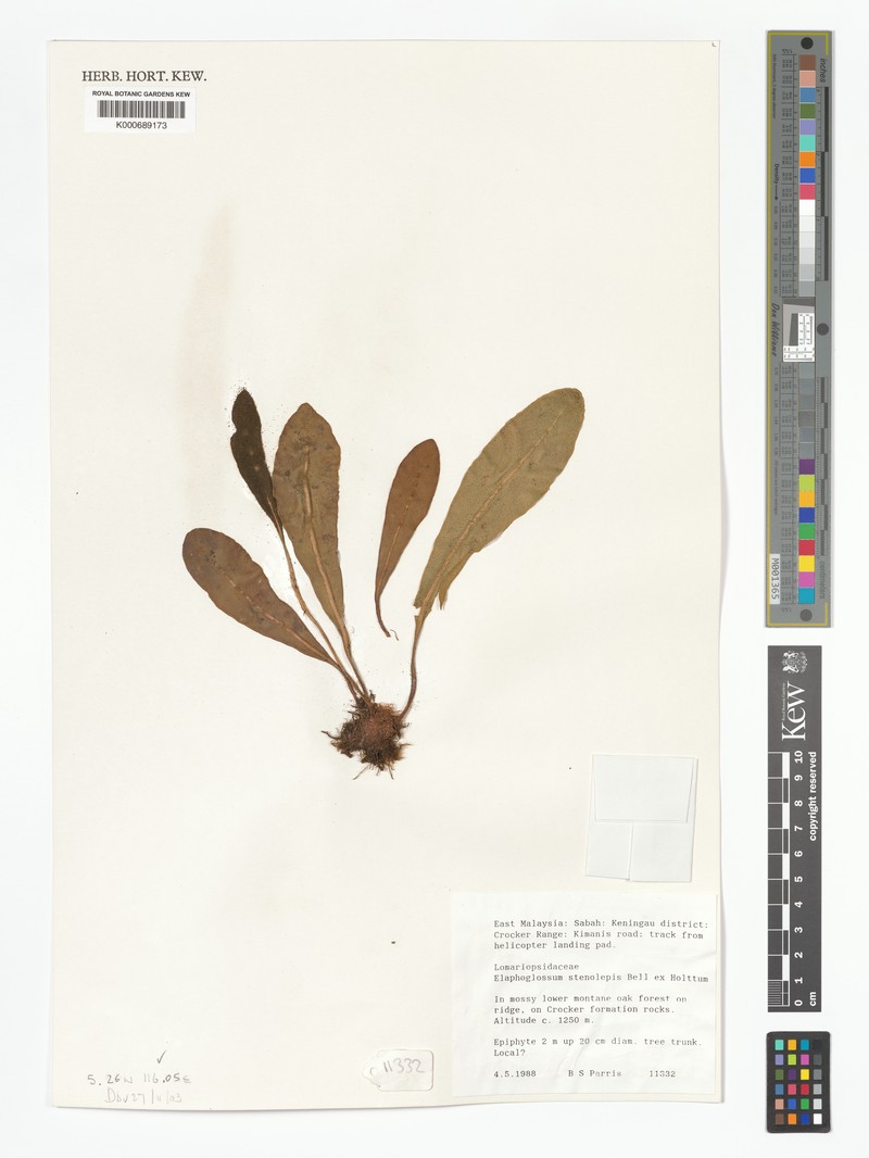 Elaphoglossum stenolepis