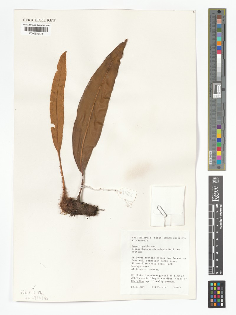 Elaphoglossum stenolepis photo 2
