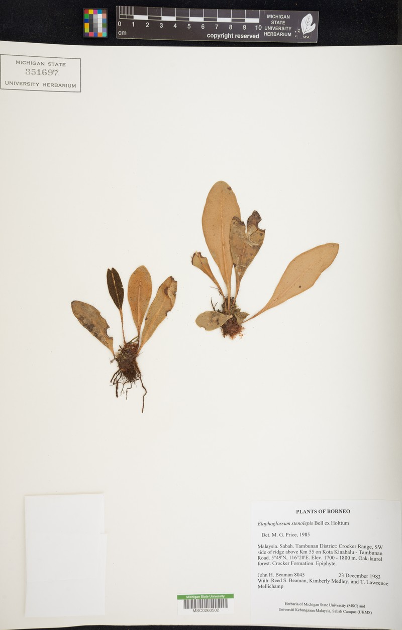 Elaphoglossum stenolepis photo 3