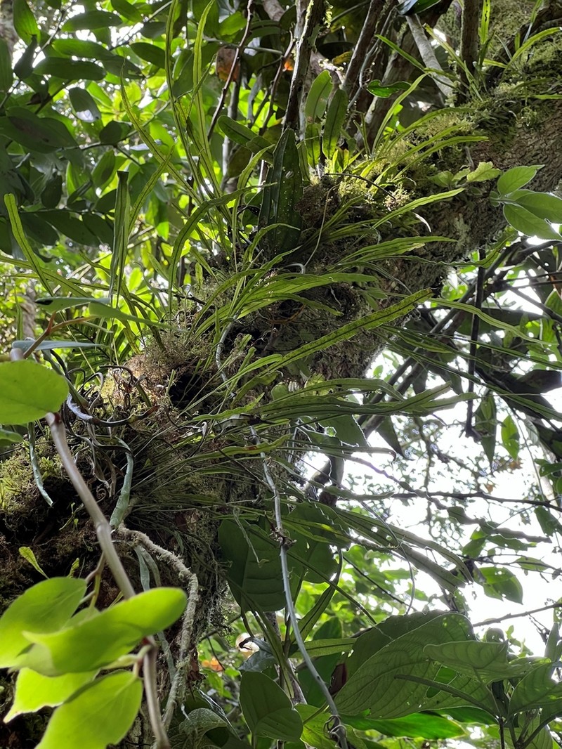 Elaphoglossum stenophyllum