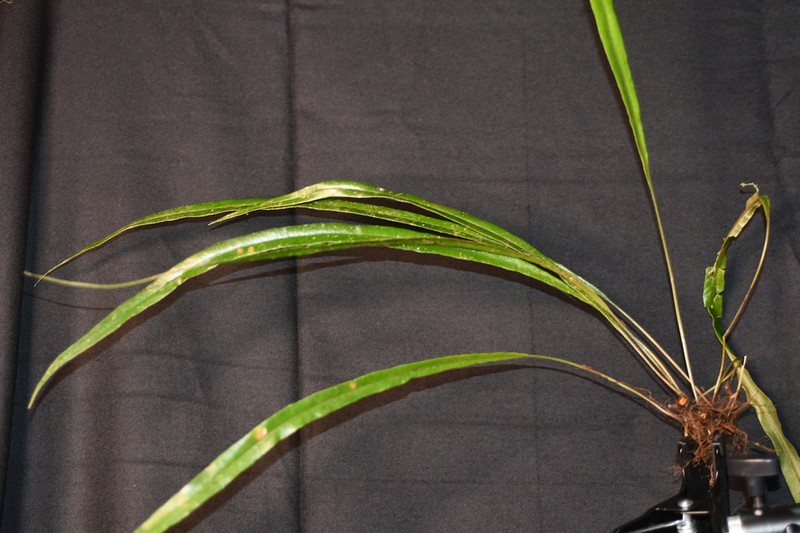 Elaphoglossum stenophyllum photo 2
