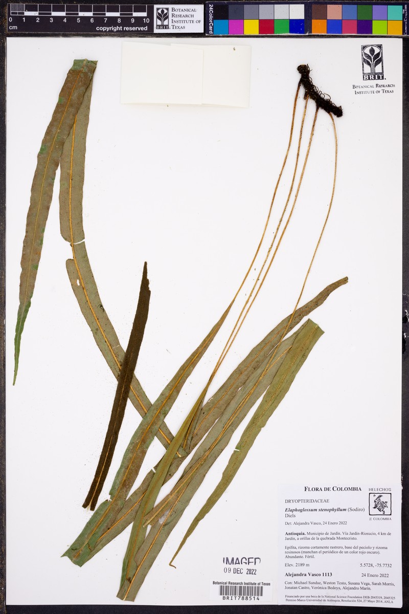 Elaphoglossum stenophyllum photo 3