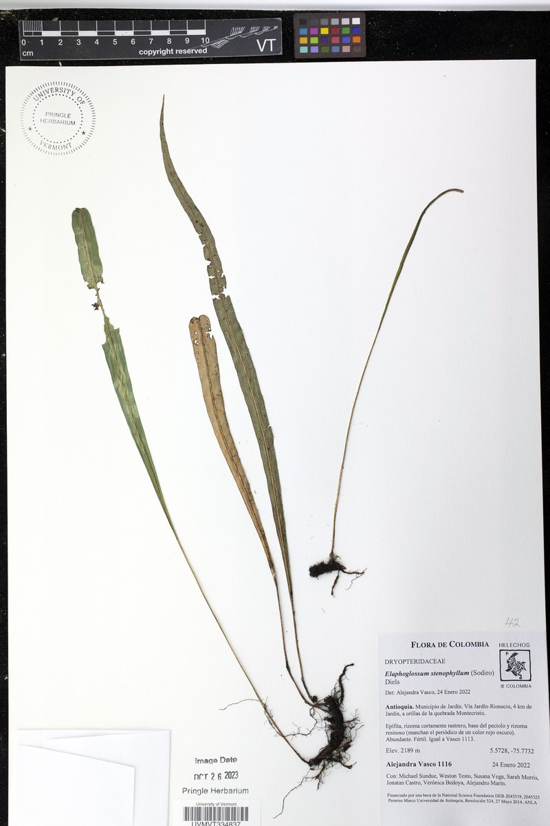 Elaphoglossum stenophyllum photo 4