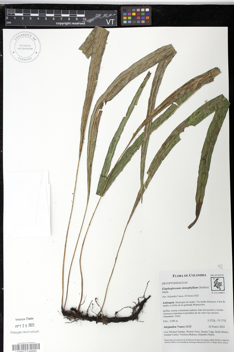 Elaphoglossum stenophyllum photo 5