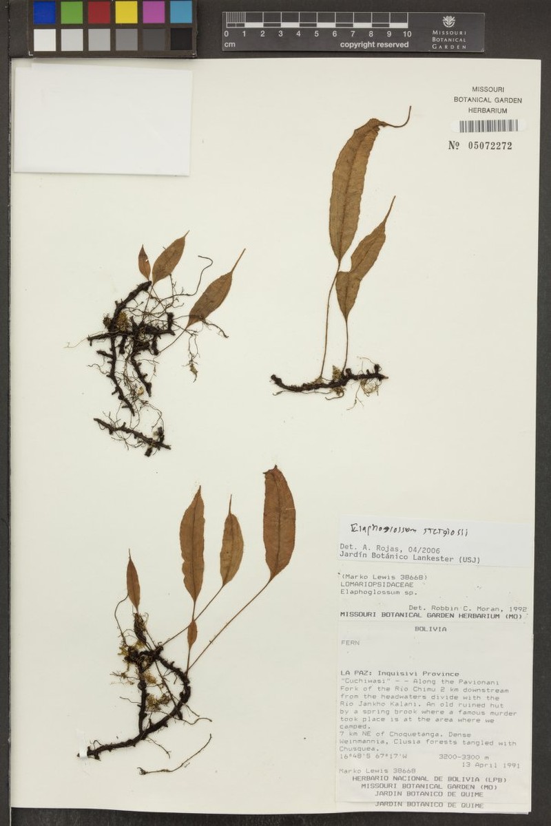 Elaphoglossum stergiosii