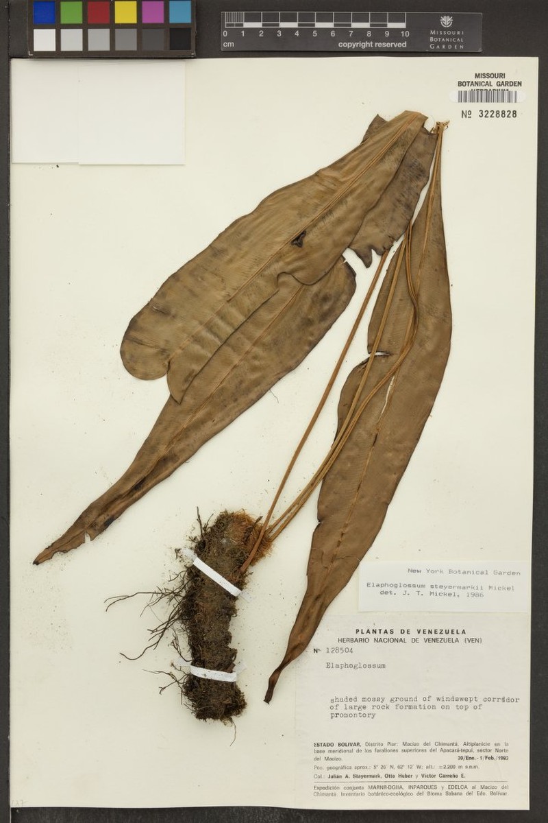 Elaphoglossum steyermarkii
