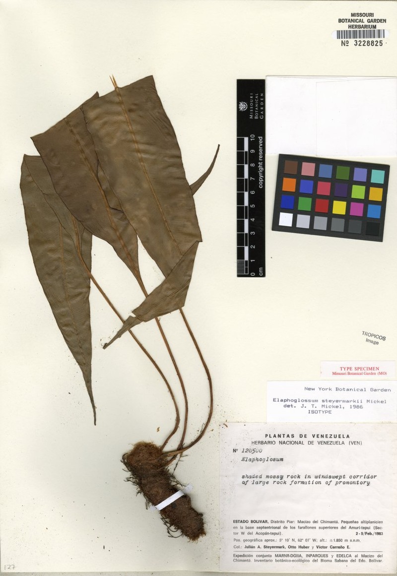 Elaphoglossum steyermarkii photo 2