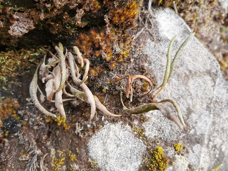 Elaphoglossum stipitatum