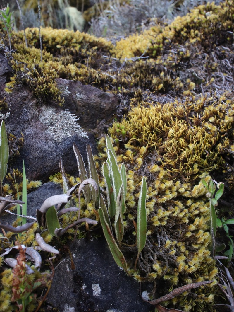 Elaphoglossum stipitatum photo 2
