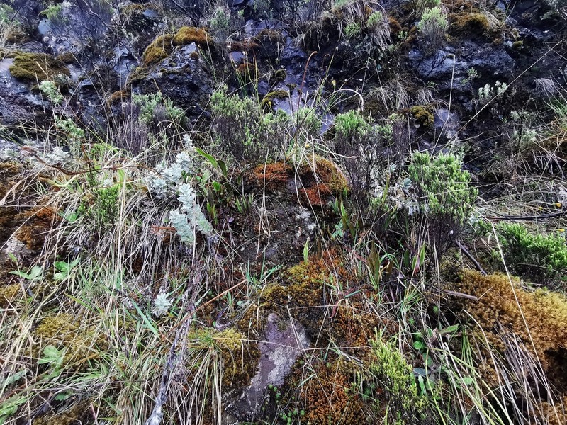 Elaphoglossum stipitatum photo 3