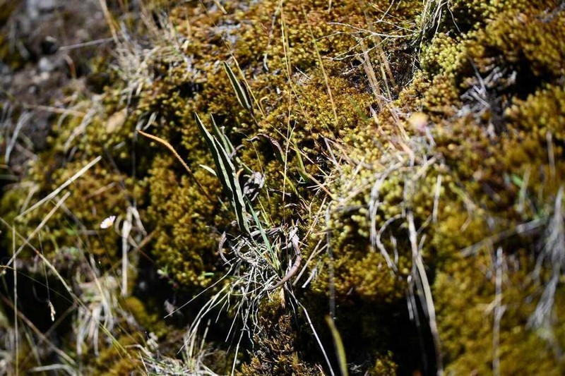 Elaphoglossum stipitatum photo 4