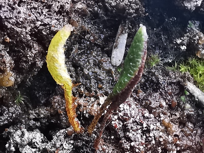 Elaphoglossum stipitatum photo 5