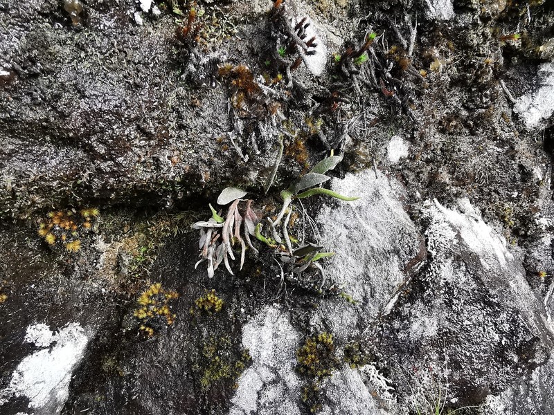 Elaphoglossum stipitatum photo 6