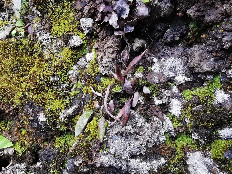 Elaphoglossum stipitatum photo 7