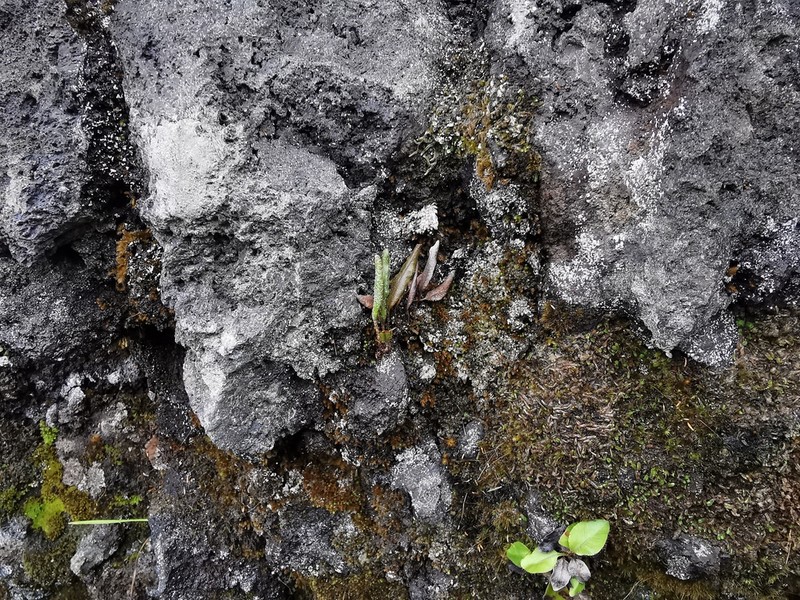 Elaphoglossum stipitatum photo 8