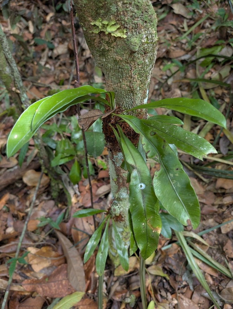 Elaphoglossum styriacum